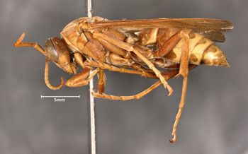 Media type: image;   Entomology 524 Aspect: habitus lateral view